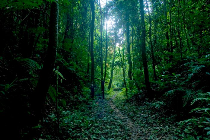 forest