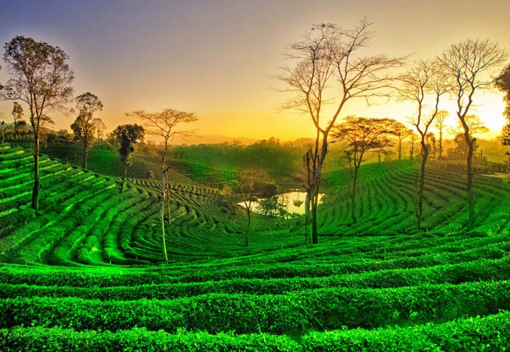 Tea plantation