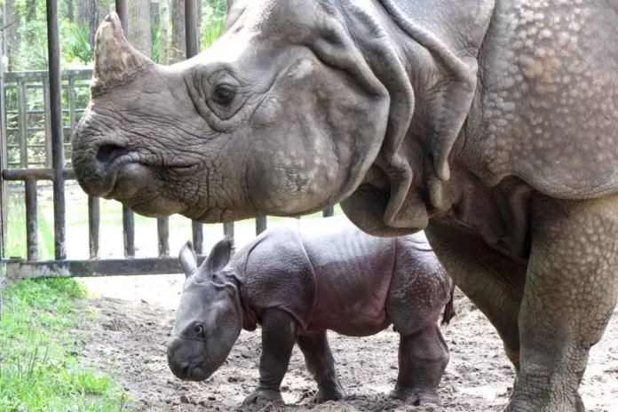 Greater-One-Horned-Rhino_ One-Horned Rhino