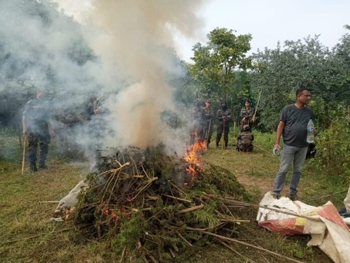 Major Ganja Destruction