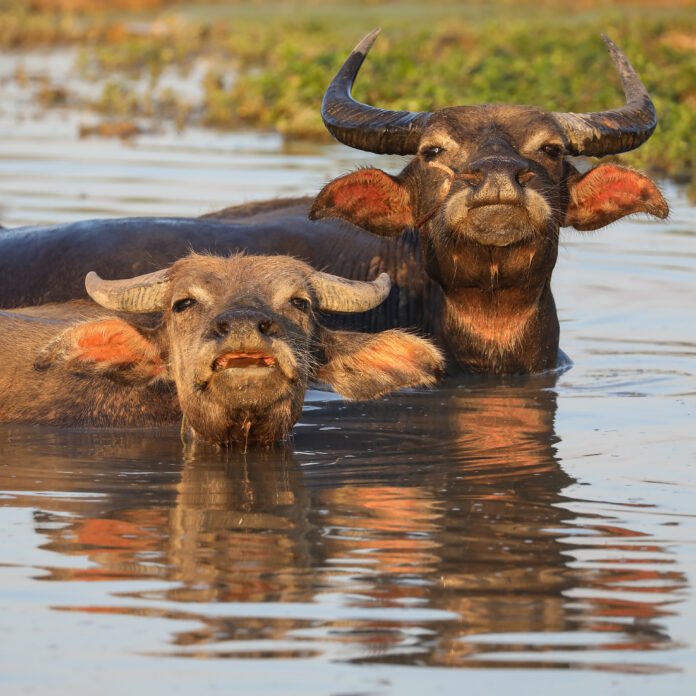 water buffalo