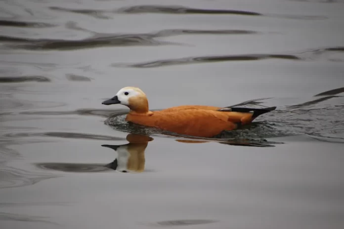 Shelducks