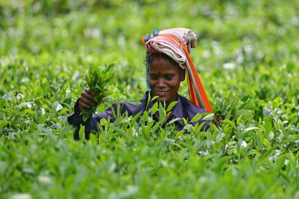 tea labour