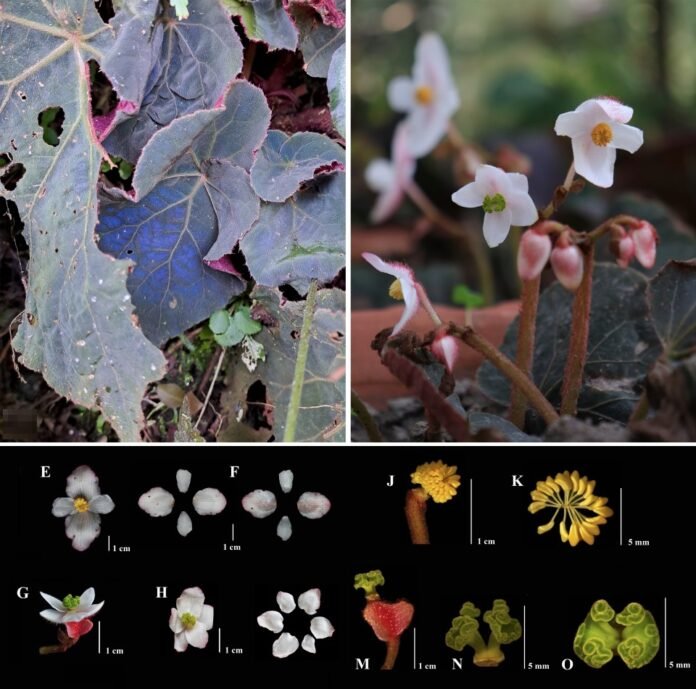 Begonia_naraharii-novataxa_2024-Hajong_Bhat_Bharali New Flower