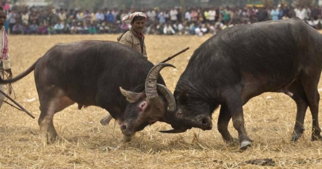 Buffalo Fight