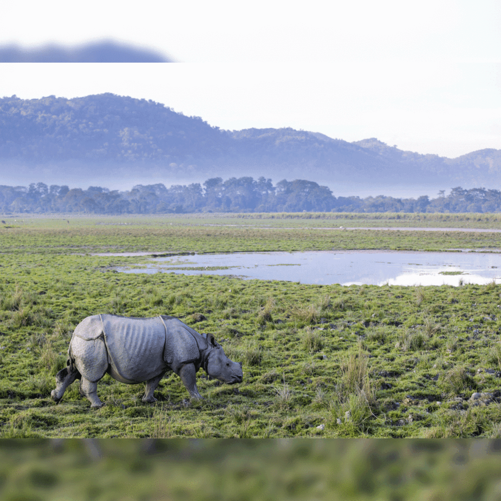 Kaziranga Tiger Reserve