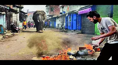 man was attacked by elephant