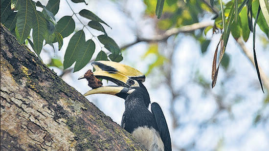 hornbill