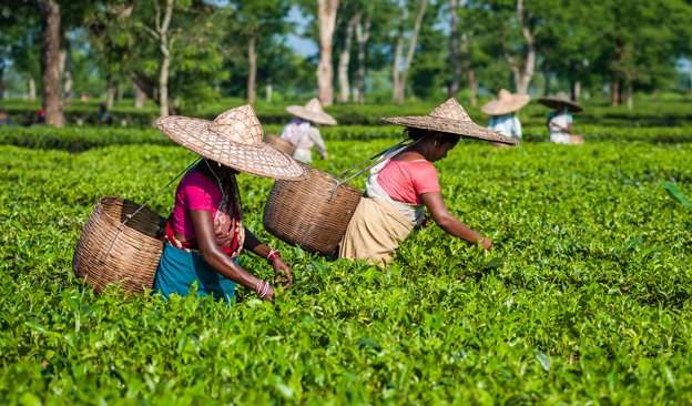 Gatoonga Tea Garden