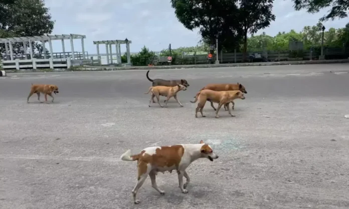 Stray Dog