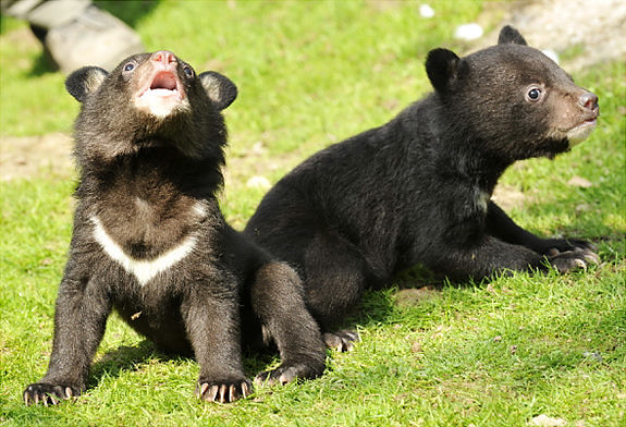 asiatic black bear