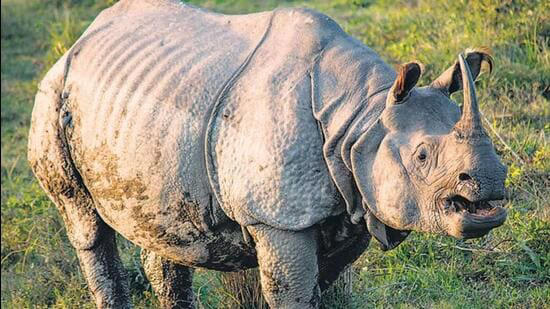 a rhino at kaziranga