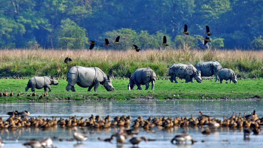 a sanctuary of assam