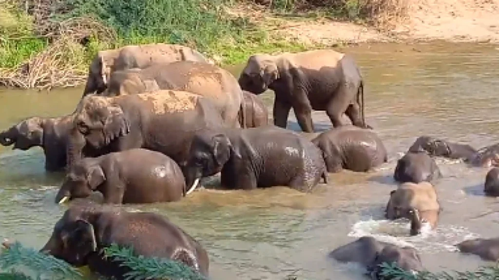 elephant taking bath