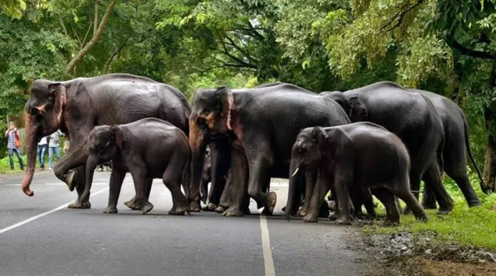 Elephant