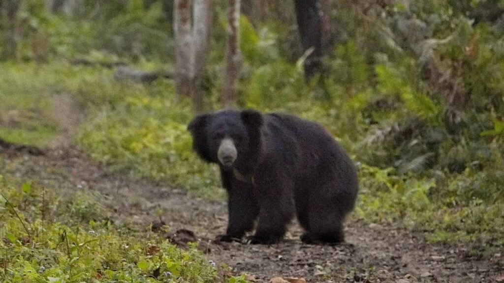 Black bear