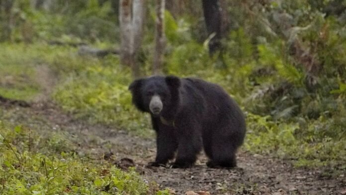 Black bear