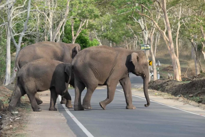 Webp.net-compress-image-29-2 elephants