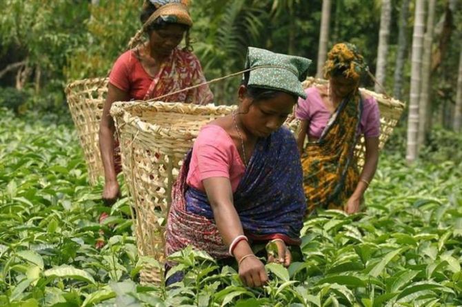 tea workers