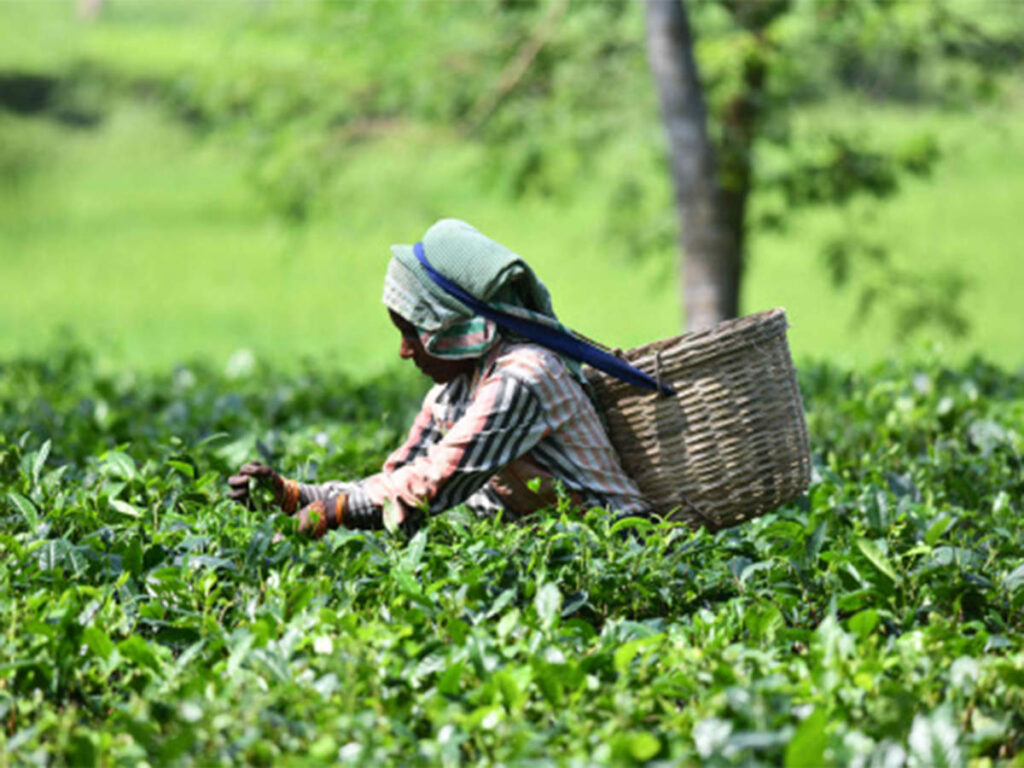 Powai tea estate in Margherita