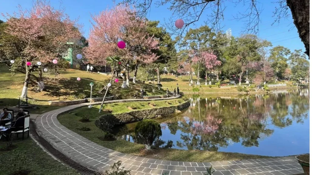 Cherry Blossom Festival