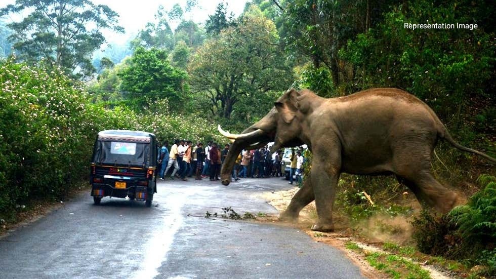 elephant in road