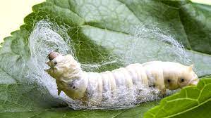 silk worm