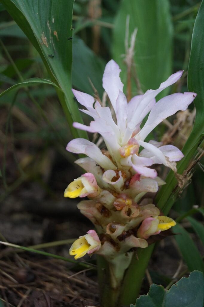 Curcuma, new species, Nagaland