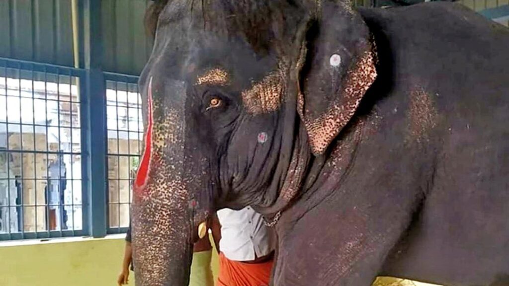 Chennai NGO Offers Mechanical Elephant to Temple in Exchange for Assam's Captive Elephant 'Joymala'