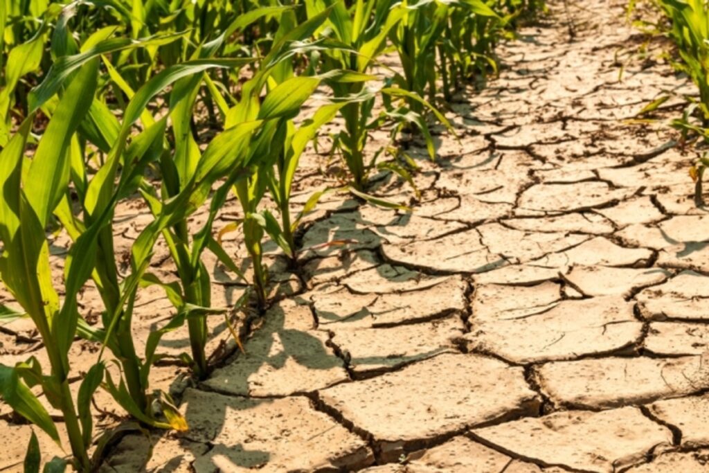 Assam Farmers Battle Drought and Irrigation Shortages Amidst Scorching Heat