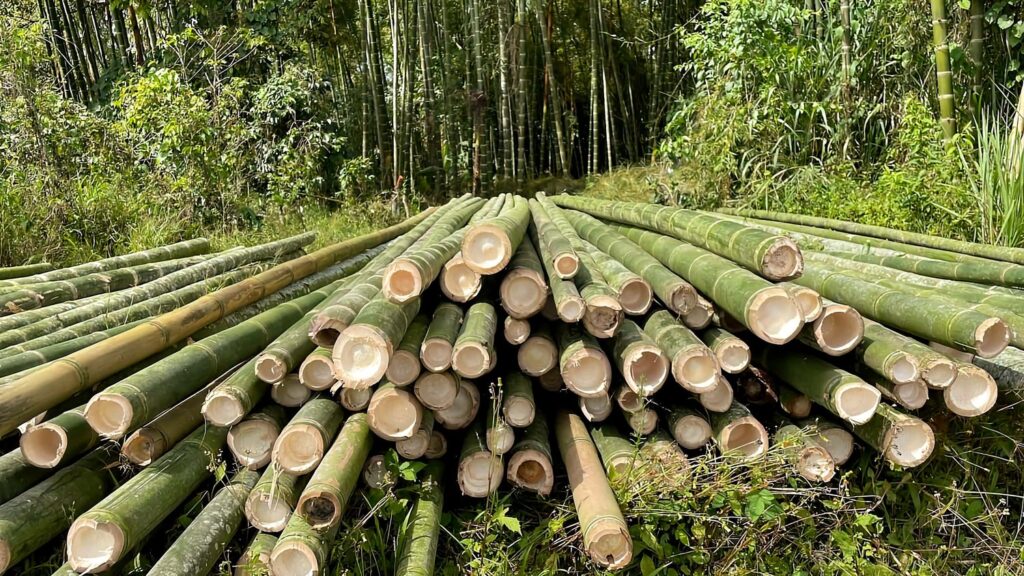 bamboo production