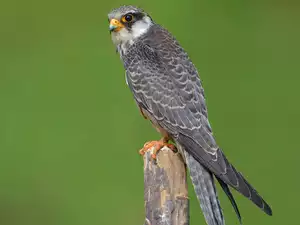 amur falcon