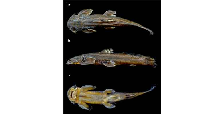 New Catfish Species Exostoma Sentiyonoae Discovered In Nagaland