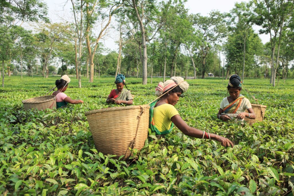 Adivasi Students’ Association Bans BJP Workers in Assam Tea Gardens