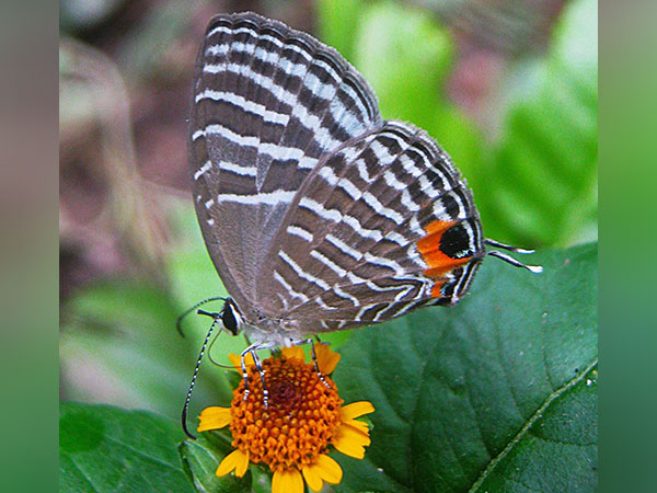 Kaziranga National Park Emerges As India's 2nd Butterfly Diversity Hub