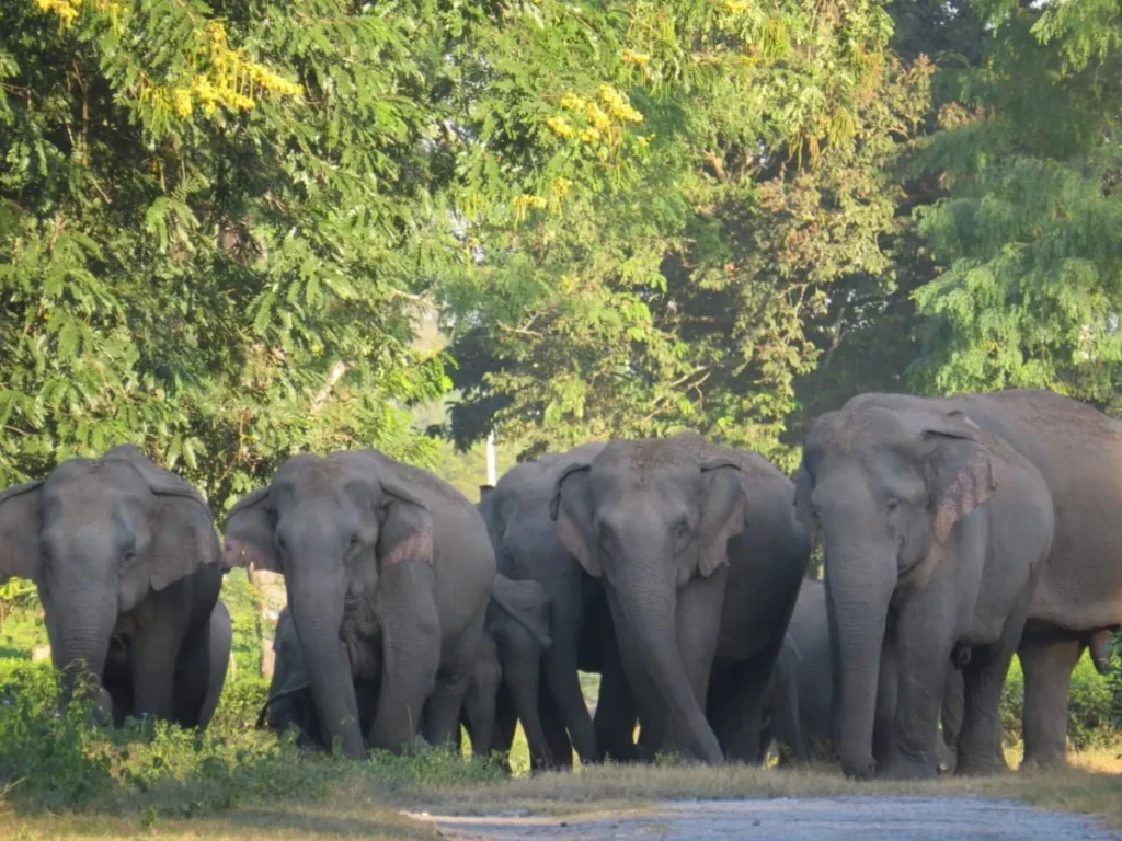 Wild Elephants Cause Chaos in Assam’s Samaguri, Damage Property and Frighten Locals