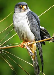 Scientist to tag satellite transmitters on Amur falcons in Manipur’s Tamenglong district