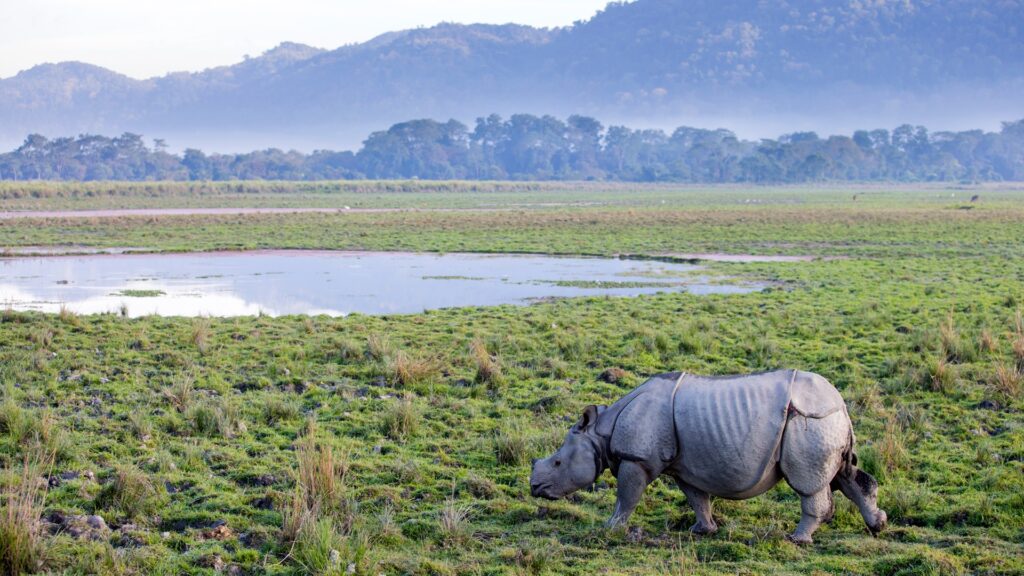 Assam Government’s Proactive Measures Strengthen Kaziranga National Park’s Fight Against Poaching