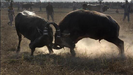 Bull and buffalo fight