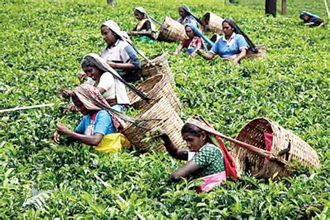 tea estate