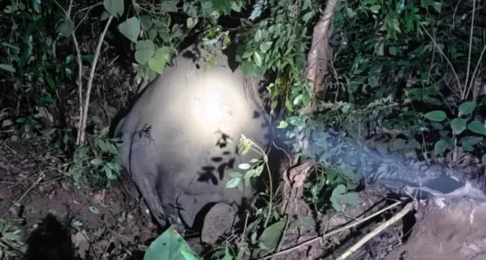 Tripura-Elephnat-death Elephant injured in train collision in Tripura’s Khowai district.