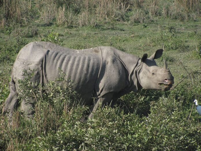 Rhino attack claims life 56-year-old man.