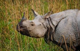 images - 2025-01-13T215322.357 Assam Police Foil Rhino Poaching Attempt at Orang National Park, Ensuring Animal Safety