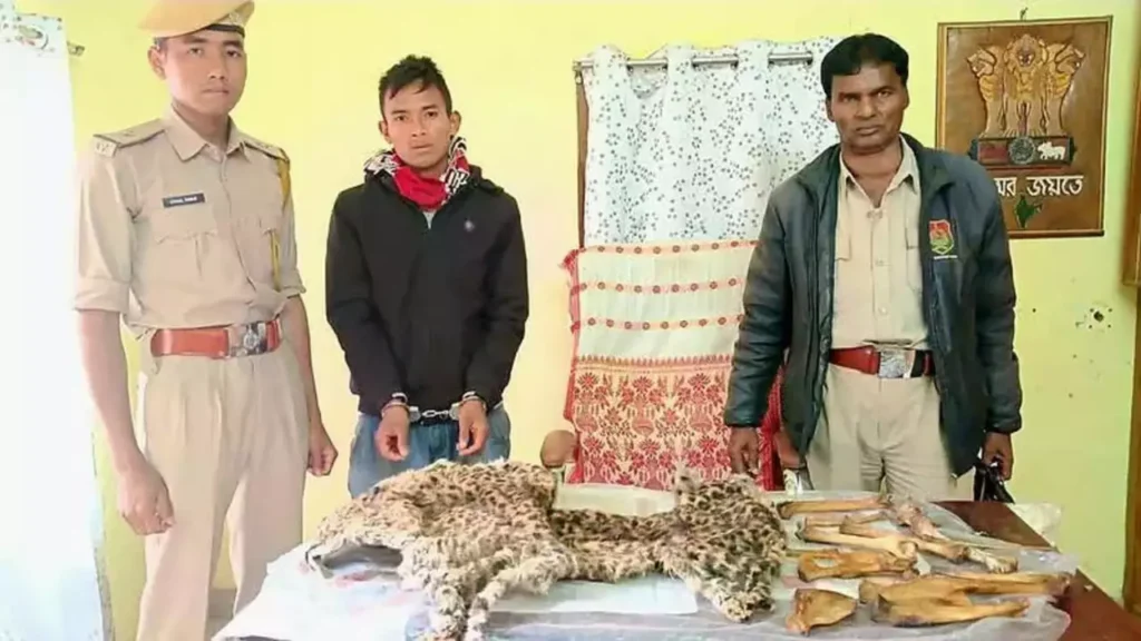 Smuggler arrested with leopard skin, bones in Assam