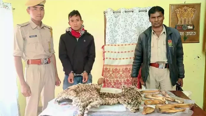 Smuggler arrested with leopard skin, bones in Assam