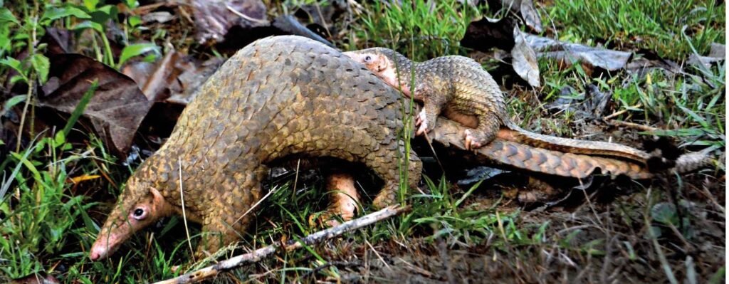 Pangolins in Peril: Northeast India’s emerging but silent wildlife crisis.