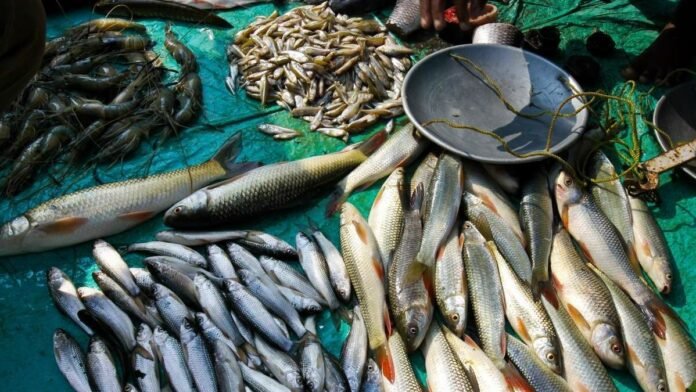 Meghalaya’s fisheries sector gets boost with digital empowerment programme in Ampati.