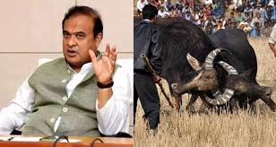 images (16) Assam government to introduce law to legalise buffalo fights: CM.