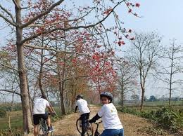 Assam: Second edition of Simolu festival celebrating Bombax Ceiba flowers begins in Nagaon.