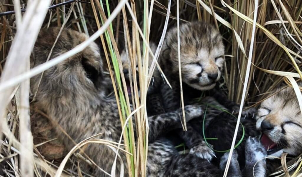 Female cheetah Veera gives birth to two cubs at Kuno National Park.